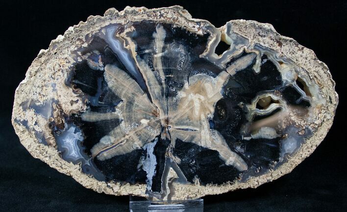 Blue Forest Petrified Wood Slice - x #12642